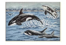 Pod of Orcas (18M)