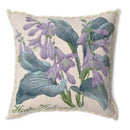 Hosta Halcyon Kit    /Cream