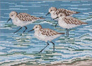 Sanderlings (18M)