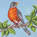 American Robin(18M)