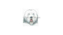 Old English Sheepdog