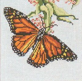 Monarch Butterfly (18M)