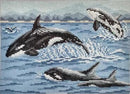 Pod of Orcas