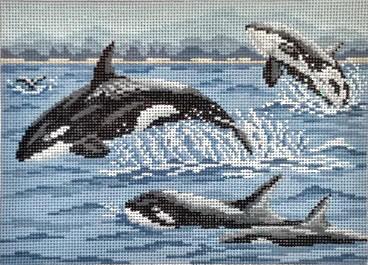 Pod of Orcas