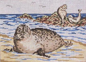 Seals at Beach (13M)